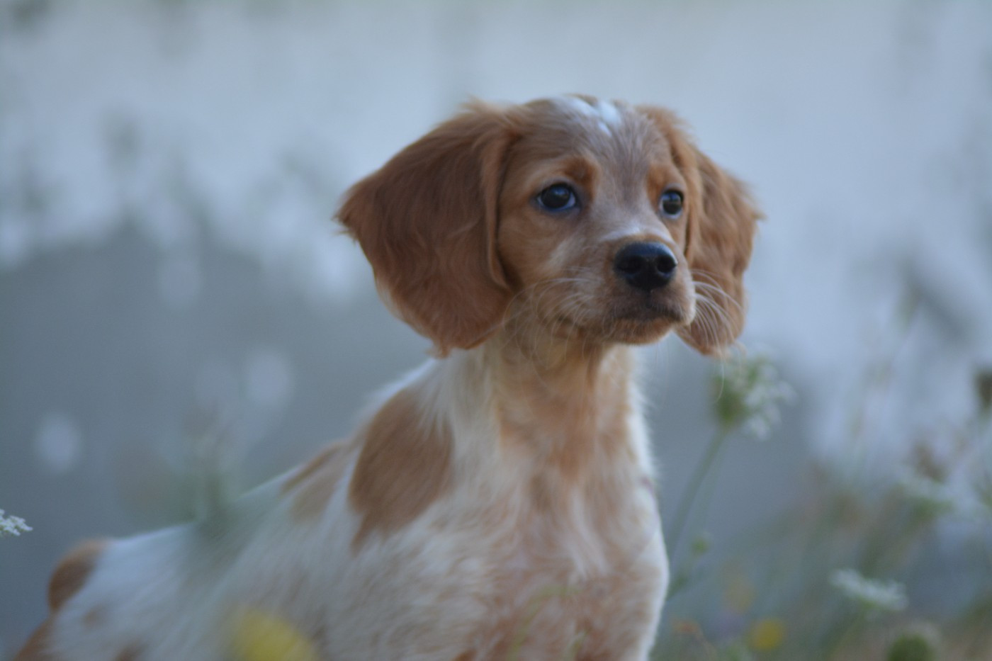 De La Source Du Bois Bouquet - Chiots disponibles - Epagneul Breton