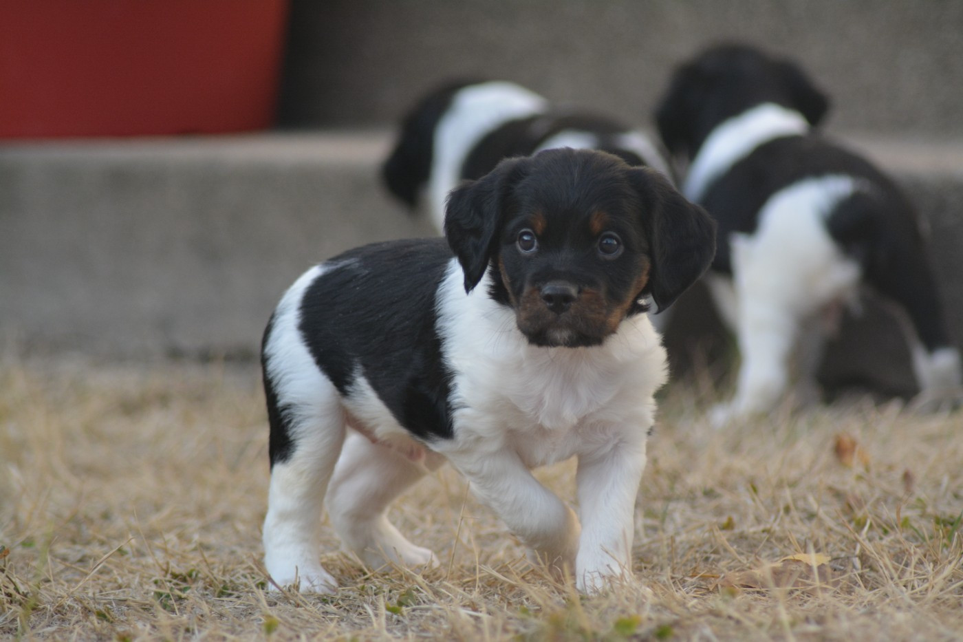 De La Source Du Bois Bouquet - Chiots disponibles - Epagneul Breton