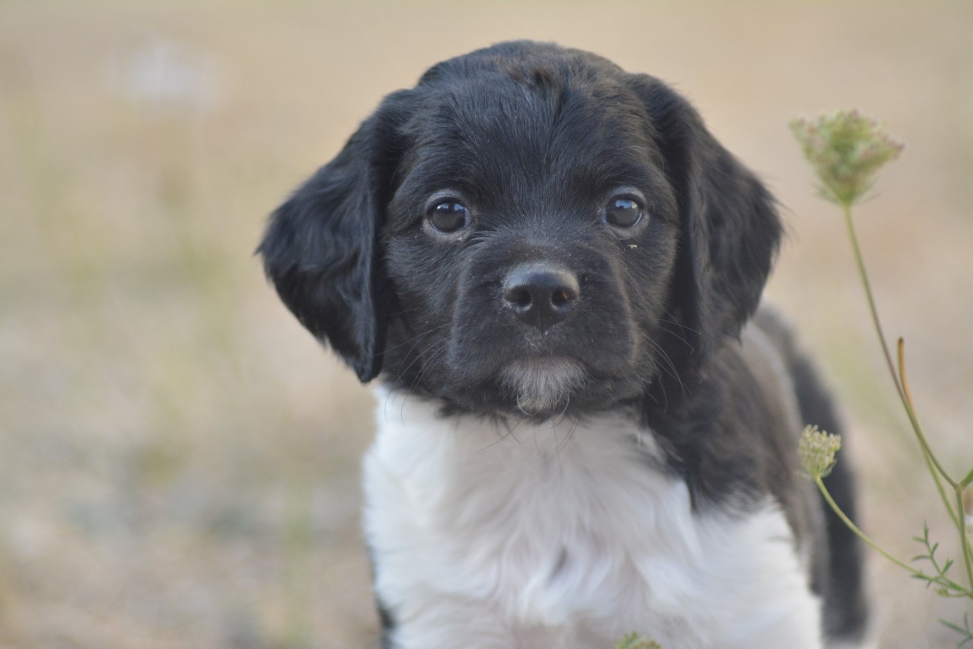De La Source Du Bois Bouquet - Chiots disponibles - Epagneul Breton