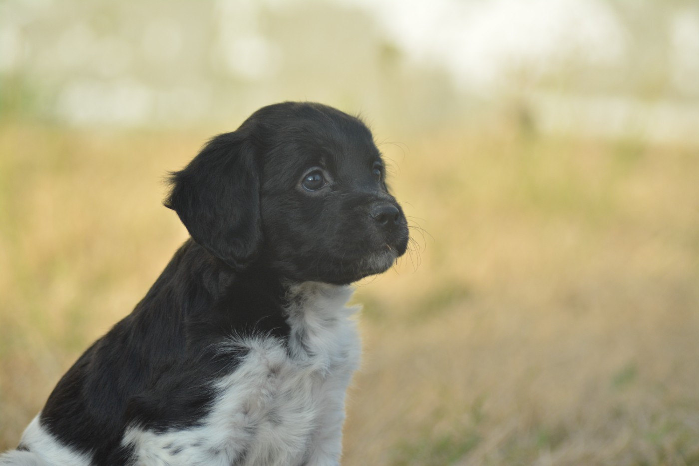 De La Source Du Bois Bouquet - Chiots disponibles - Epagneul Breton