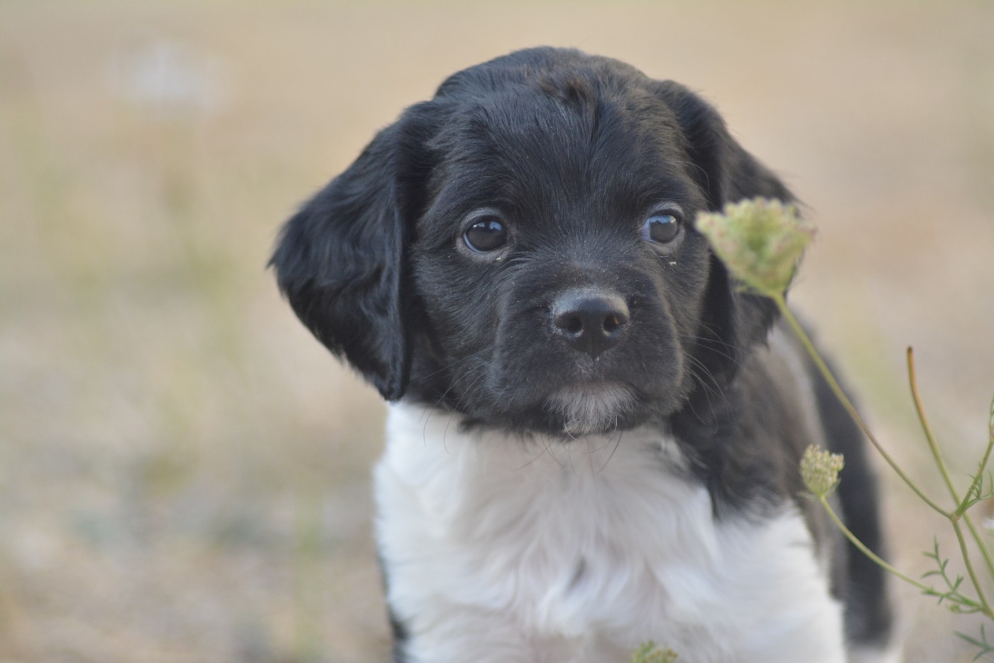 Chiot Epagneul Breton De La Source Du Bois Bouquet