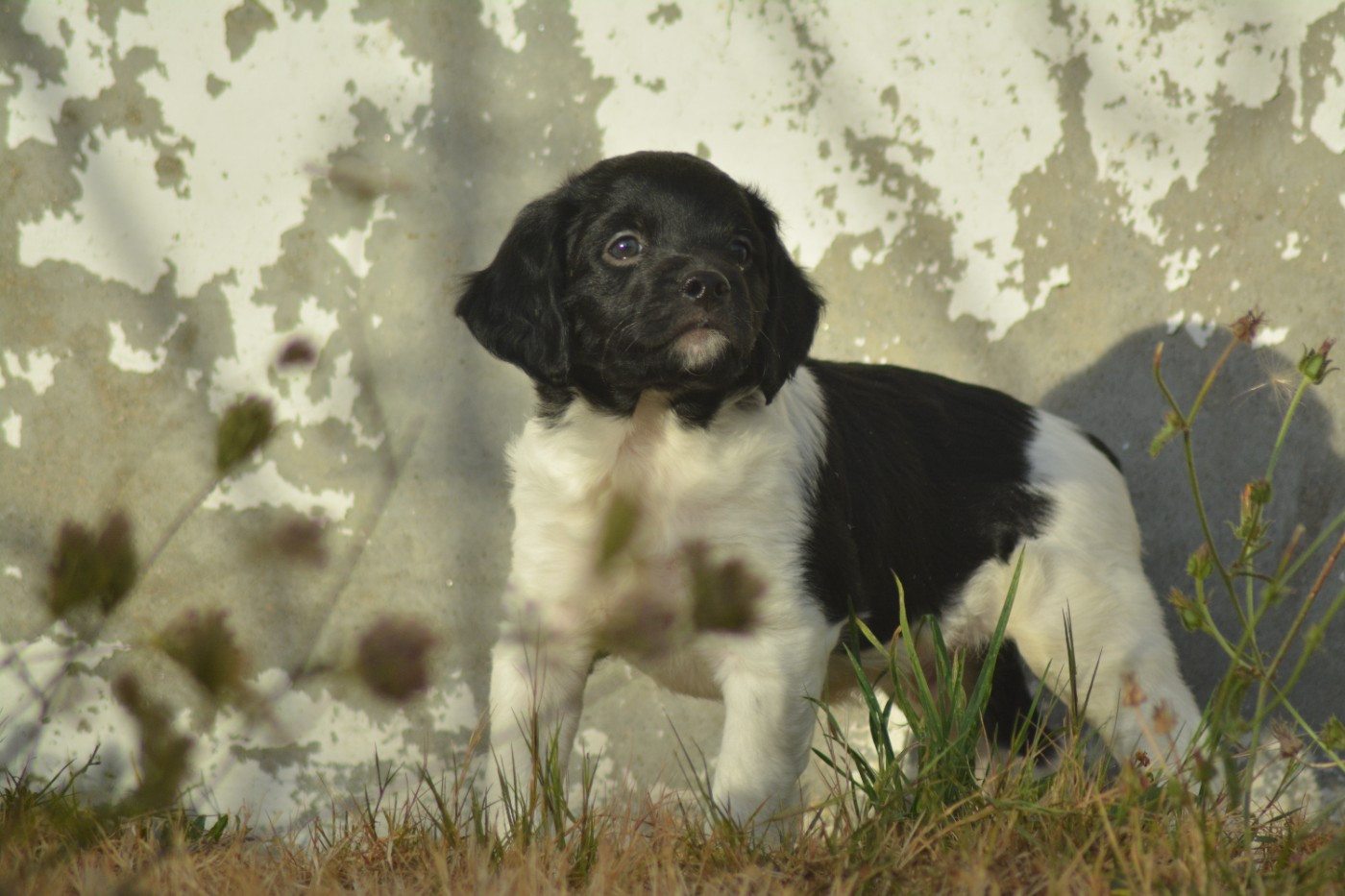 De La Source Du Bois Bouquet - Chiots disponibles - Epagneul Breton