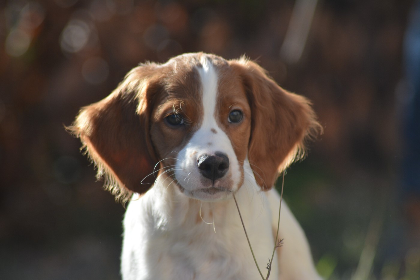 De La Source Du Bois Bouquet - Chiots disponibles - Epagneul Breton