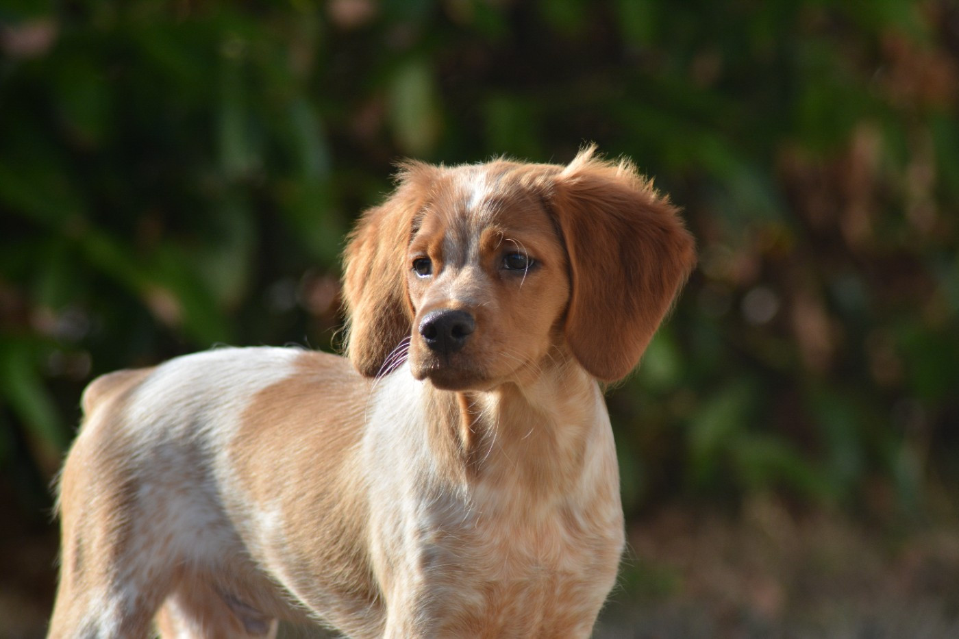 De La Source Du Bois Bouquet - Chiots disponibles - Epagneul Breton