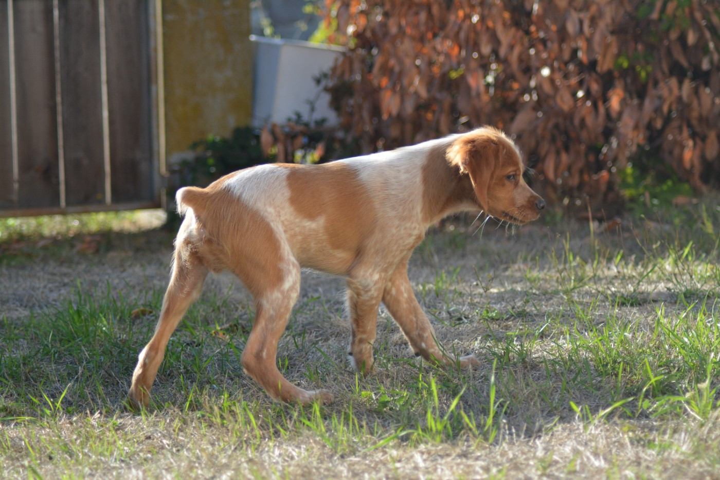 Chiot Epagneul Breton De La Source Du Bois Bouquet