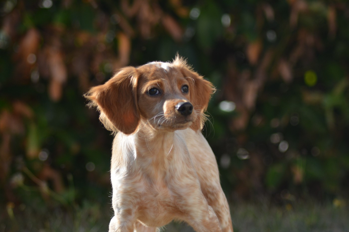 De La Source Du Bois Bouquet - Chiots disponibles - Epagneul Breton