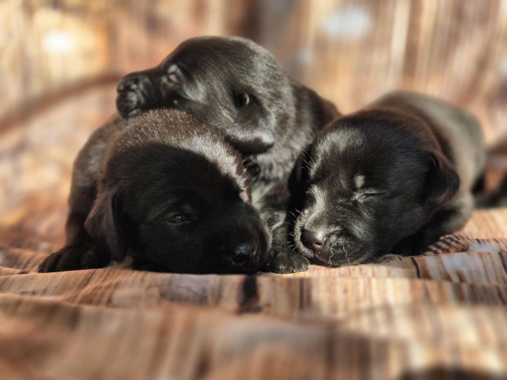 De La Source Du Bois Bouquet - Chiots disponibles - Labrador Retriever