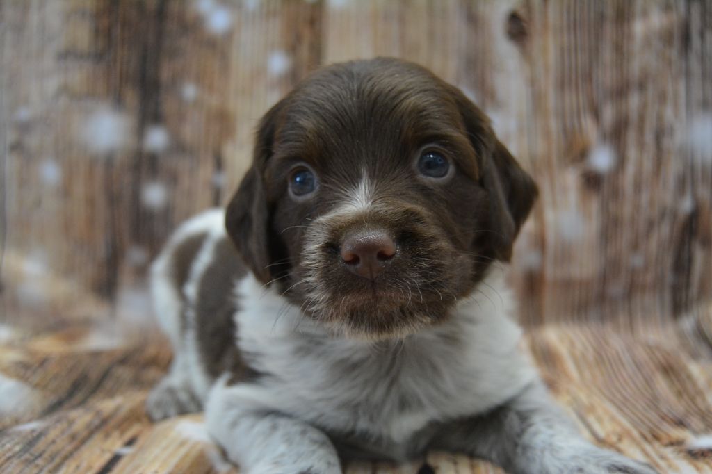 De La Source Du Bois Bouquet - Chiots disponibles - Epagneul Breton