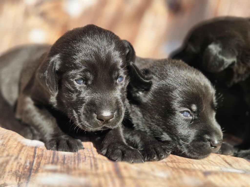 De La Source Du Bois Bouquet - Chiots disponibles - Labrador Retriever