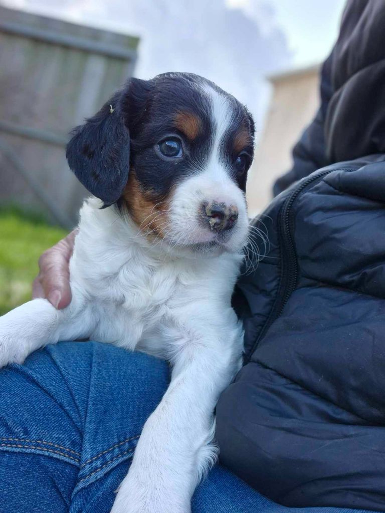 De La Source Du Bois Bouquet - Chiots disponibles - Epagneul Breton