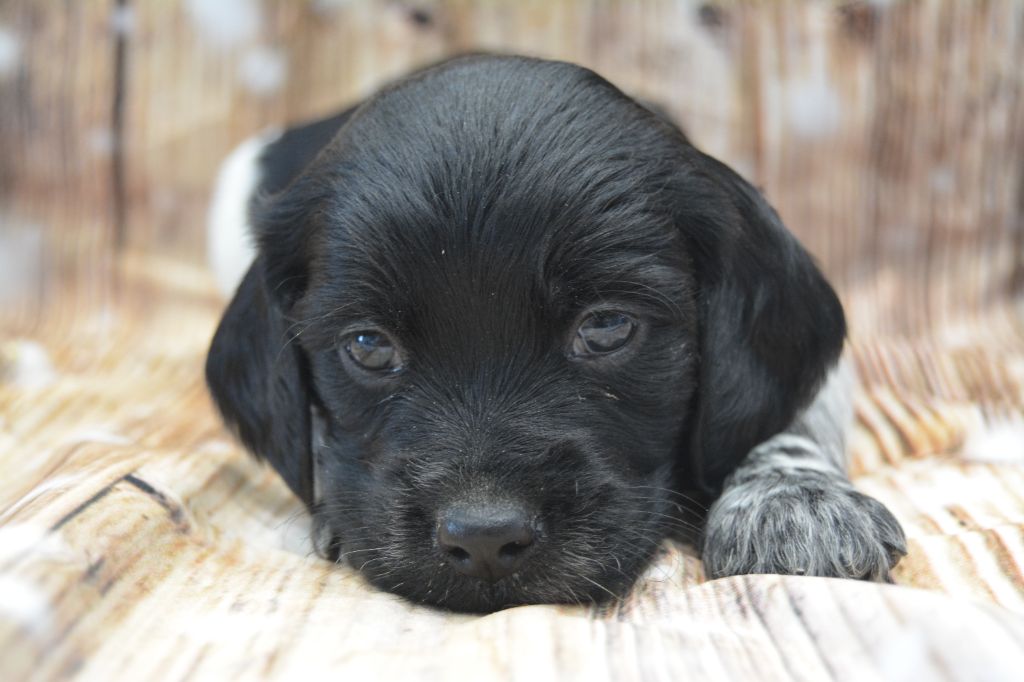 De La Source Du Bois Bouquet - Chiots disponibles - Epagneul Breton