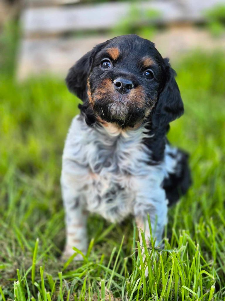 De La Source Du Bois Bouquet - Chiots disponibles - Epagneul Breton