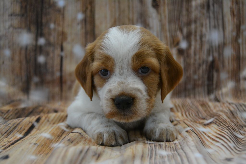 De La Source Du Bois Bouquet - Chiots disponibles - Epagneul Breton