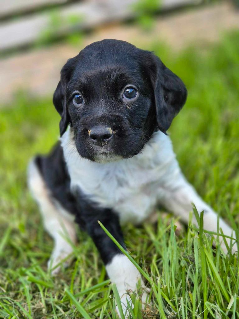 De La Source Du Bois Bouquet - Chiots disponibles - Epagneul Breton