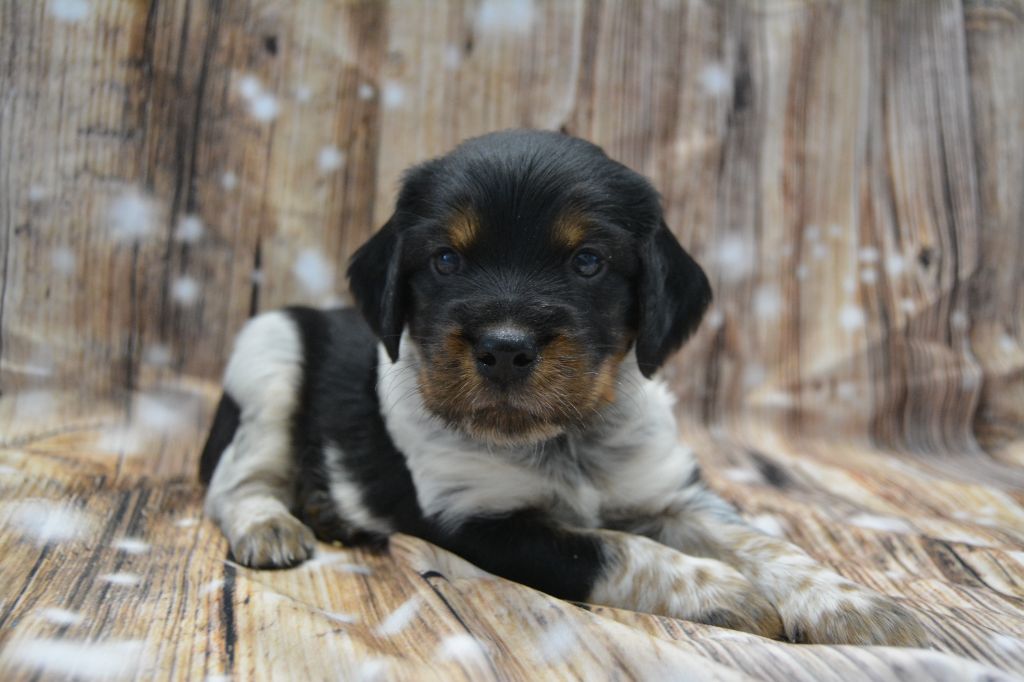 De La Source Du Bois Bouquet - Chiots disponibles - Epagneul Breton