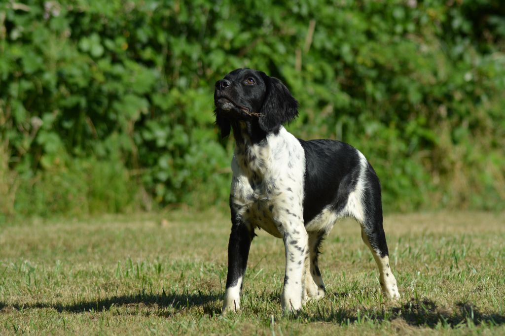 De La Source Du Bois Bouquet - Chiots disponibles - Epagneul Breton