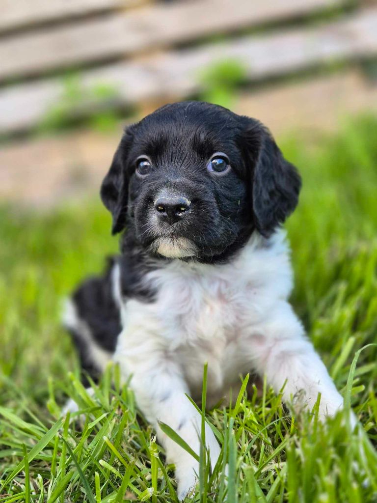 De La Source Du Bois Bouquet - Chiots disponibles - Epagneul Breton