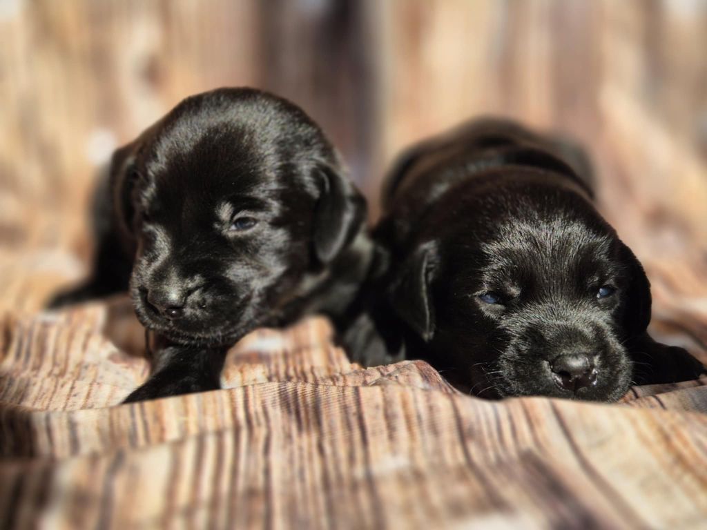 De La Source Du Bois Bouquet - Chiots disponibles - Labrador Retriever