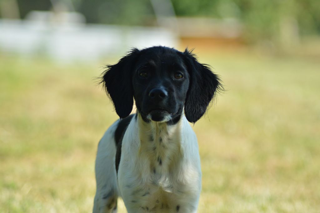 De La Source Du Bois Bouquet - Chiots disponibles - Epagneul Breton