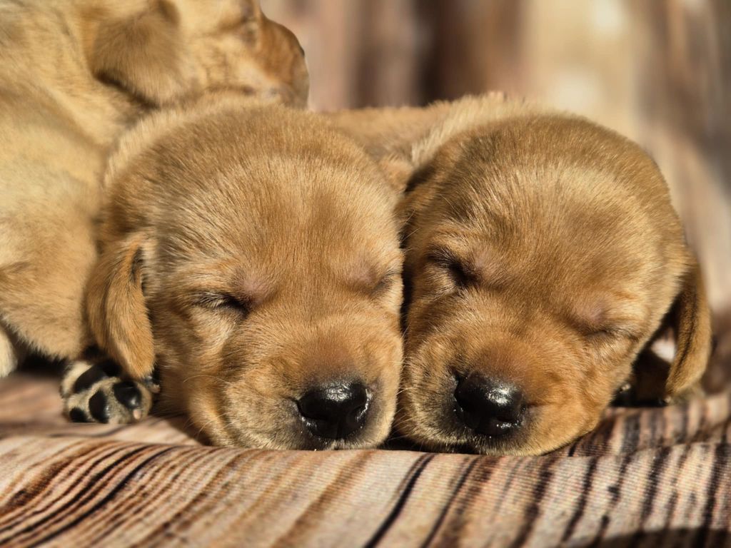 De La Source Du Bois Bouquet - Chiots disponibles - Labrador Retriever