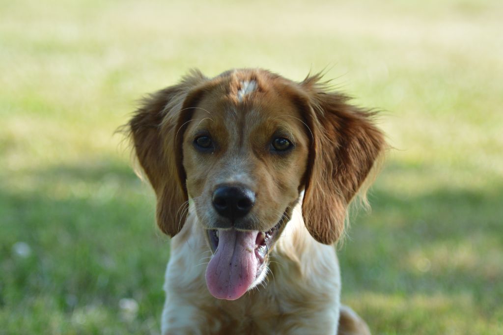 De La Source Du Bois Bouquet - Chiots disponibles - Epagneul Breton